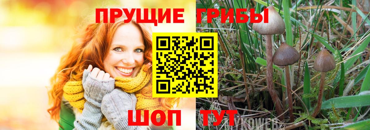 Новокубанск  Галлюциногенные грибы MAGIC MUSHROOMS  Вход с VPN  Галлюциногенные грибы прущие грибы 